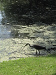 SX14887 Silhouette of Grey Heron (Ardea cinerea) in Park Sonsbeek, Arnhem, The Netherlands.jpg